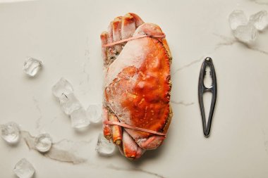 top view of frozen uncooked crab near seafood cracker and scattered ice cubes on marble surface  clipart