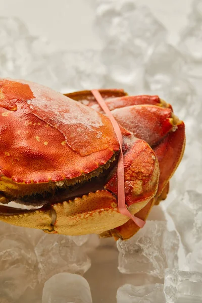 Close View Frozen Uncooked Crab Ice Cubes — Stock Photo, Image