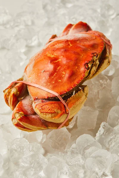 Frozen Uncooked Tied Crab Ice Cubes — Stock Photo, Image