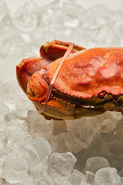 frozen raw tied up crab on ice cubes on white 