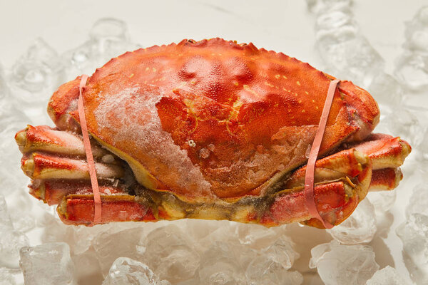 frozen raw tied up crab with solid shell on ice cubes on white 