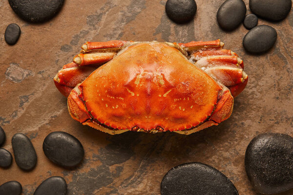 top view of raw crab with solid shell near black stones on textured surface