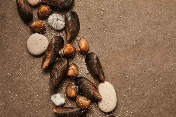 вид сверху на моллюсков и мидий с песком и камнями на текстурированной поверхности
 