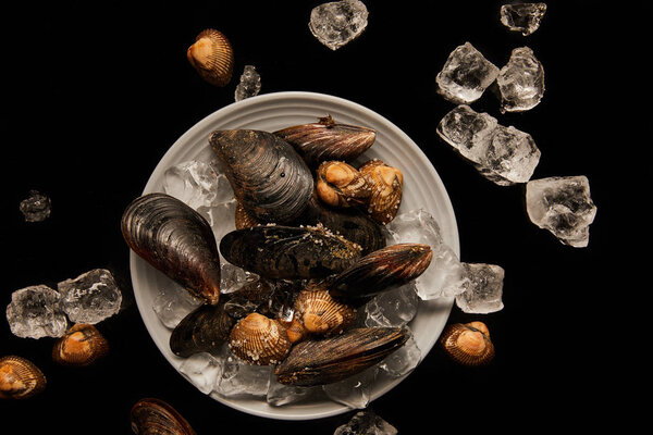 top view of frozen uncooked cockles and mussels on white plate near scattered ice cubes isolated on black
