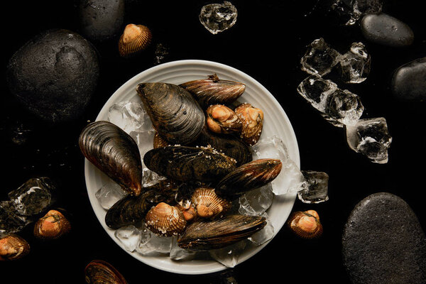 top view of frozen uncooked cockles and mussels on white plate near scattered ice cubes and stones isolated on black