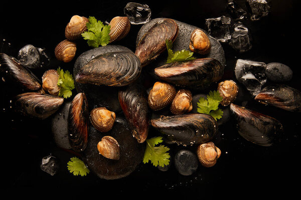 top view of frozen uncooked cockles and mussels with greenery on stones near scattered ice cubes isolated on black