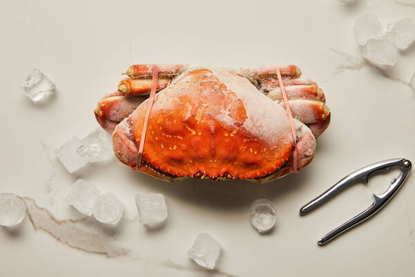 top view of frozen raw crab near seafood cracker and scattered ice cubes on marble surface 