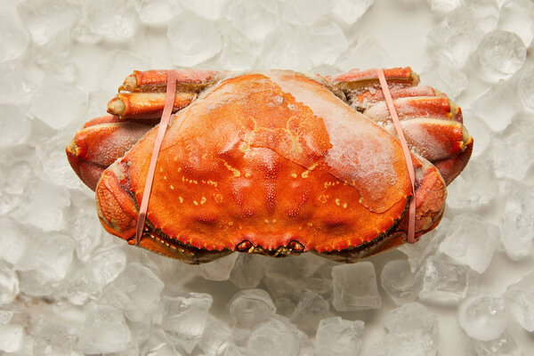 top view of frozen uncooked tied up crab on ice cubes on white