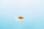 průhledná, čistá a klidná voda s zlaté rybky na modrém pozadí