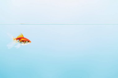 pure calm water with goldfish on blue background clipart