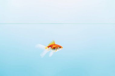 transparent pure calm water with goldfish on blue background clipart