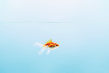 transparent pure calm water with goldfish on blue background clipart