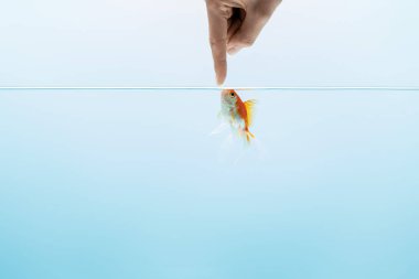 cropped view of man touching goldfish in transparent pure calm water on blue background clipart