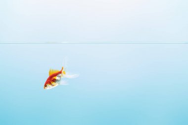 mavi arka plan üzerinde yüzme japon balığı ile şeffaf saf sakin su