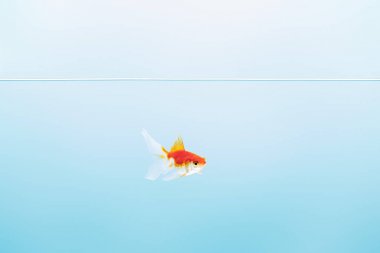 transparent pure calm water with cute goldfish on blue background clipart