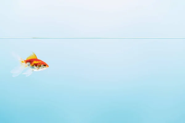 Pure Calm Water Goldfish Blue Background — Stock Photo, Image