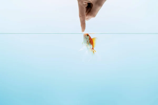 Cropped View Man Touching Goldfish Transparent Pure Calm Water Blue — Stock Photo, Image