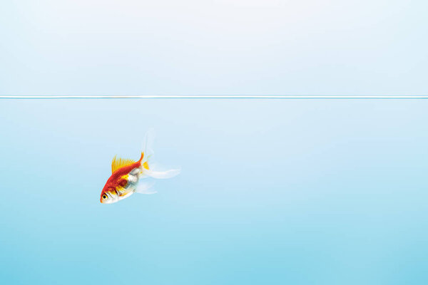 transparent pure calm water with swimming goldfish on blue background