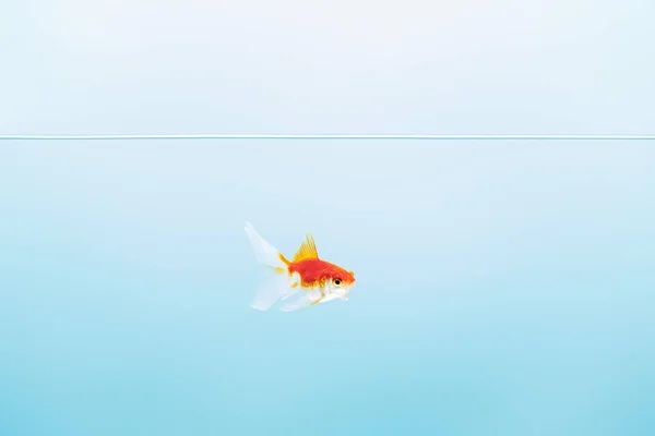 Transparent Pure Calm Water Cute Goldfish Blue Background — Stock Photo, Image