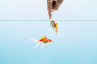 cropped view of man touching goldfishes in transparent pure calm water on blue background clipart