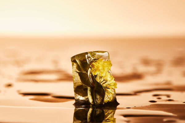 прозрачный кубик льда с замерзшим цветком на мокрой поверхности на желтом освещенном фоне
