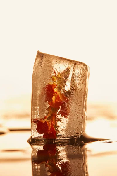 Vista Cerca Del Cubo Hielo Transparente Con Flor Congelada Sobre —  Fotos de Stock