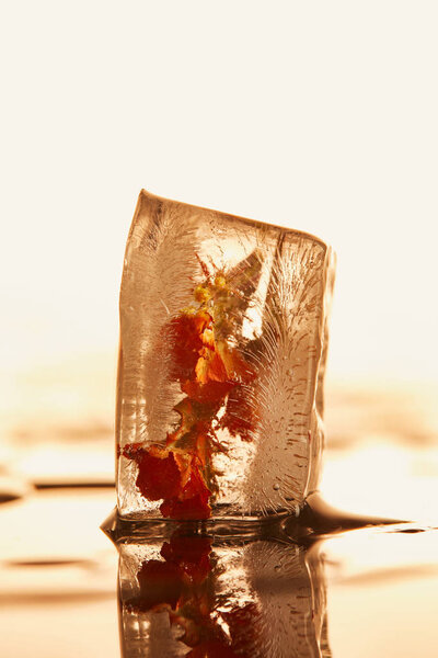 close up view of transparent ice cube with frozen flower on yellow illuminated background