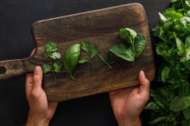 Cropped view of man holding brown wooden cutting board with basil, parsley, cilantro and peppermint leaves near bundles of greenery on white surface clipart