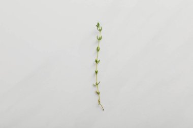 Top view of small fresh thyme twig on white background clipart