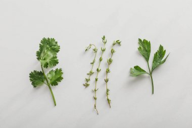 Top view of fresh cilantro, parsley and thyme twigs on white background clipart