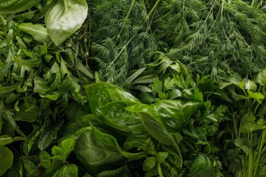 Close up view of fresh green arugula, basil, cilantro, dill, parsley and peppermint bundles clipart