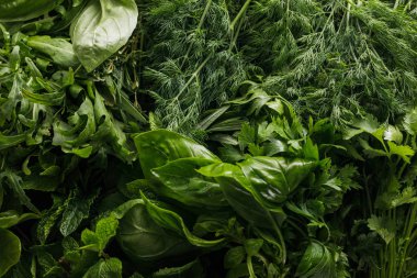 Taze arugula, fesleğen, kişniş, dereotu, maydanoz ve nane demetleri yakından görünümü