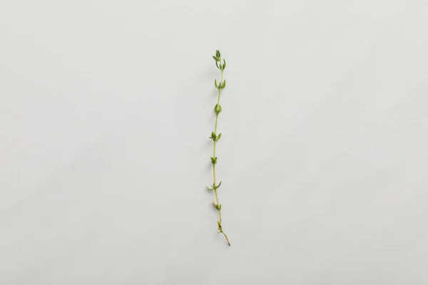 Top view of small fresh thyme twig on white background
