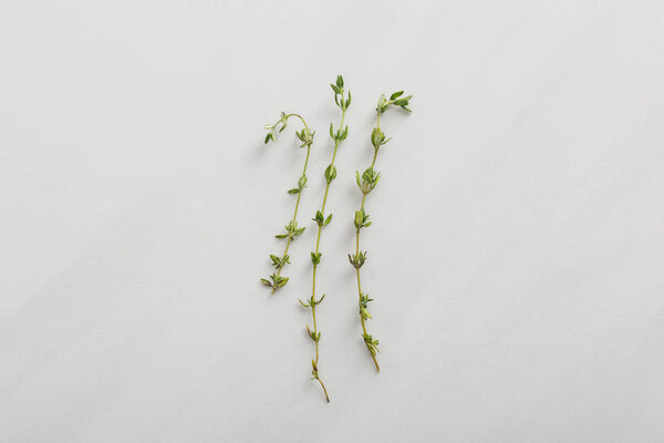 Top view of fresh thyme twigs on white background