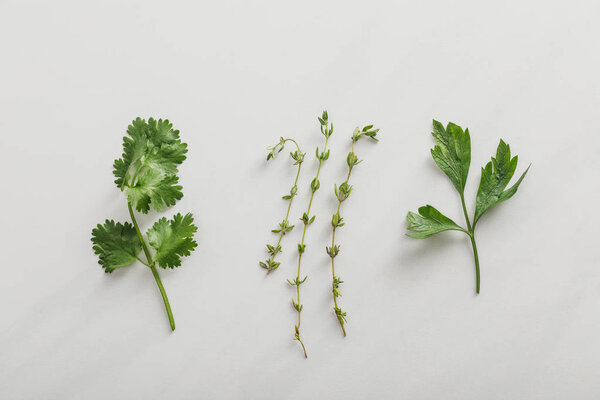 Top view of fresh cilantro, parsley and thyme twigs on white background