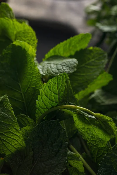 Close up view of fresh aromatic peppermint leaves