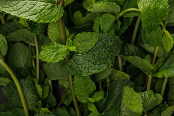 Close up view of fresh aromatic peppermint bundle