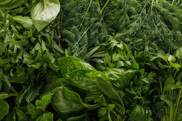 Taze Yeşil Arugula Fesleğen Kişniş Dereotu Maydanoz Nane Demetleri Yakından — Stok fotoğraf