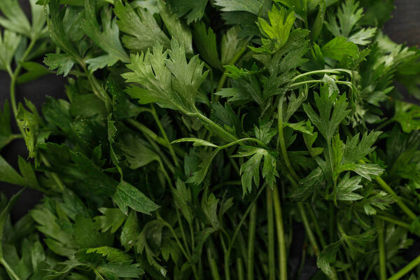 Close up view of fresh green cilantro bundle on dark surface