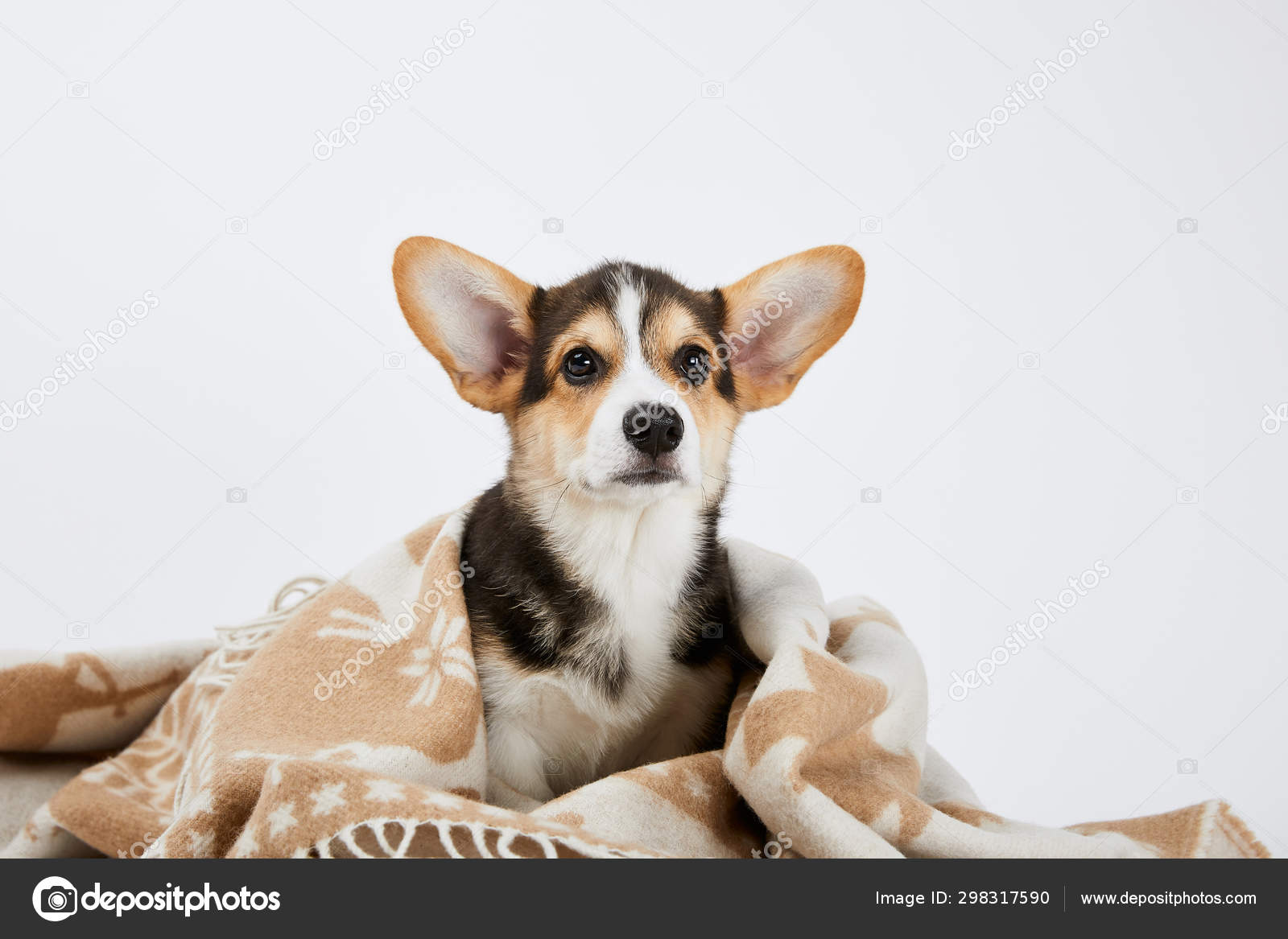 白に隔離された毛布でかわいいウェールズのコーギー子犬 ストック写真 C Antonmatyukha