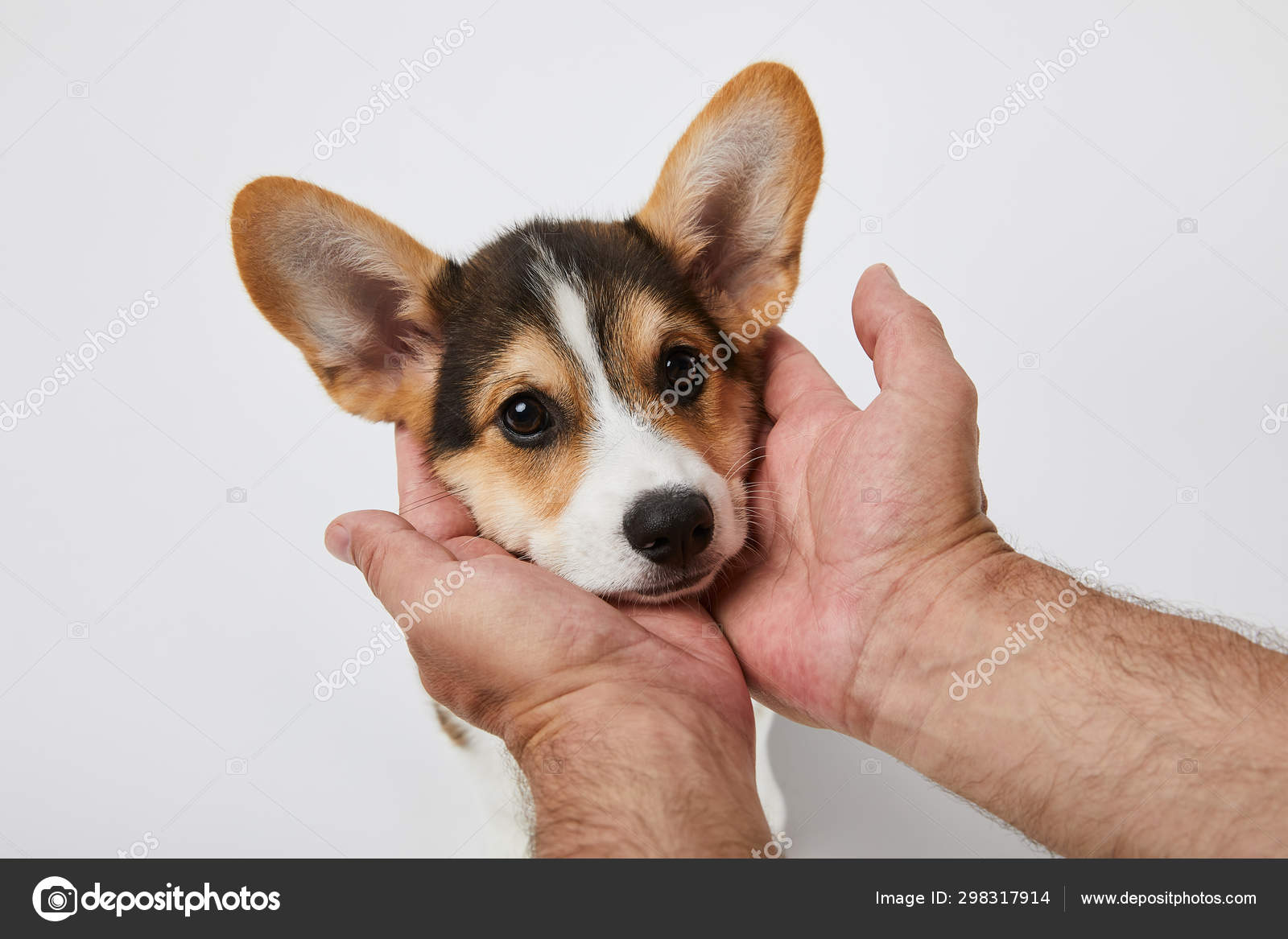 corgi muzzle