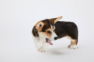 beyaz arka plan üzerinde dil gösteren sevimli galce corgi köpek yavrusu