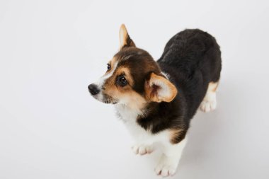beyaz arka plan üzerinde sevimli galce corgi köpek havai görünümü