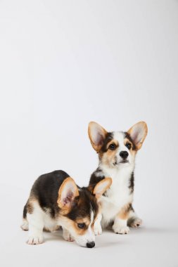 fluffy welsh corgi puppies on white background clipart