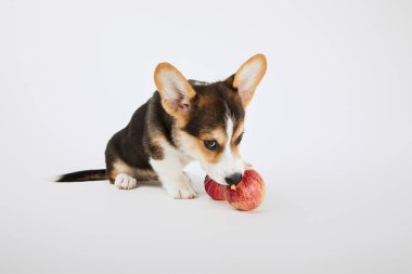 beyaz arka plan üzerinde olgun kırmızı elma ile sevimli galce corgi köpek yavrusu