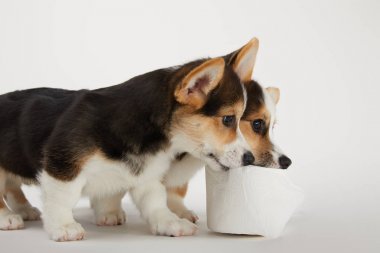 beyaz arka plan üzerinde tuvalet kağıdı ile sevimli galce corgi yavru