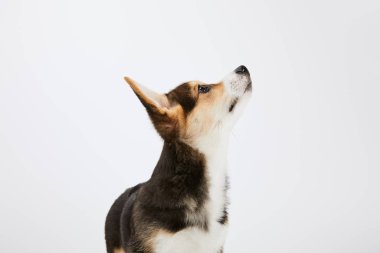 sevimli galce corgi köpek yavrusu beyaz izole yukarı bakıyor 
