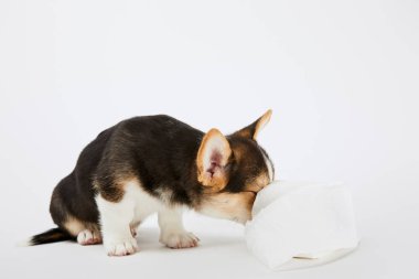 kabarık galce corgi köpek beyaz arka plan üzerinde tuvalet kağıdı ile oynarken