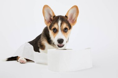 beyaz arka plan üzerinde tuvalet kağıdı ile oynarken sevimli galce corgi köpek yavrusu