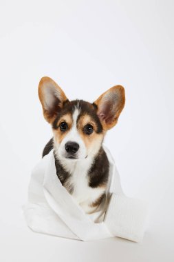 beyaz arka plan üzerinde tuvalet kağıdı sevimli galce corgi köpek yavrusu